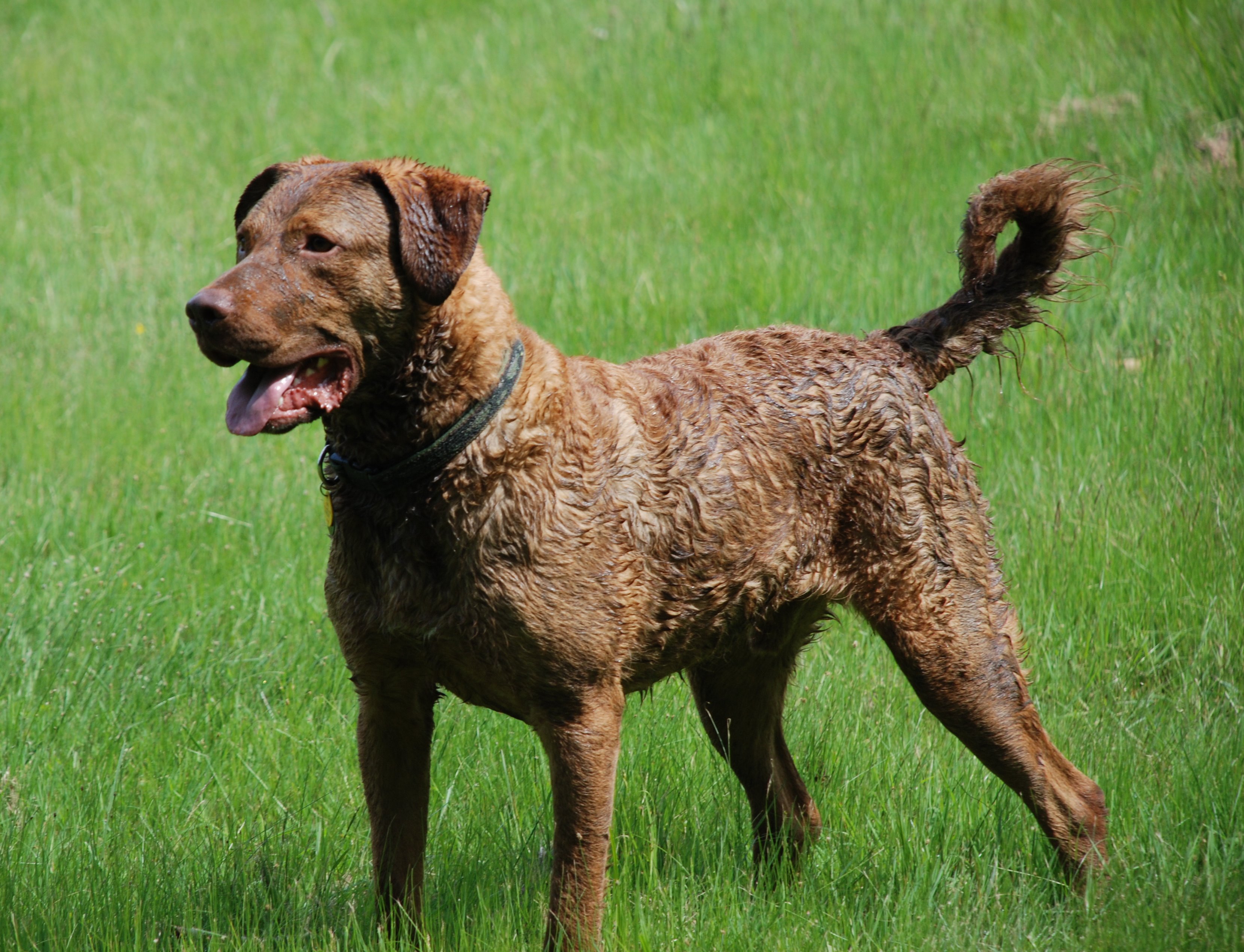 Chesapeake Bay Retriever pictures, information, training, grooming and